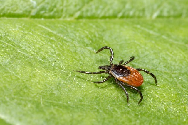 La maladie de Lyme chez le chien en images par Doctissimo / Vetinparis
