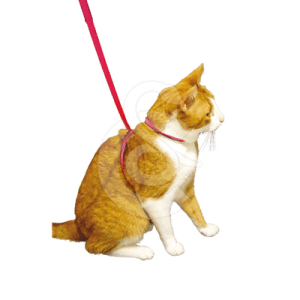 Harnais Chat Pop
