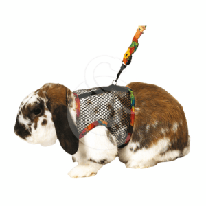 Harnais pour lapin