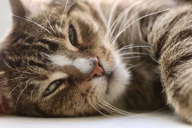 La calicivirose du chat