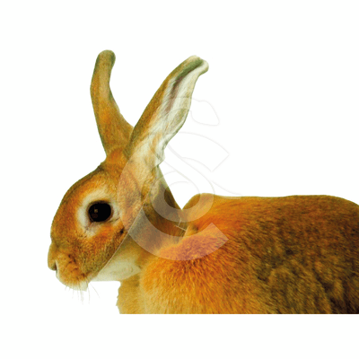 Carcan pour lapin UU