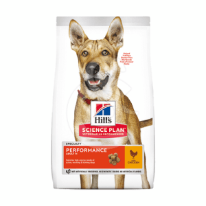 Chien Adult Performance