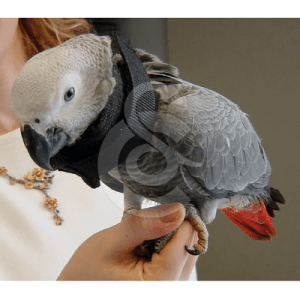 Collier Lune perroquet