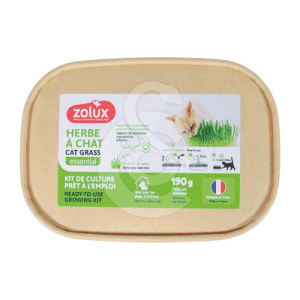 Herbe à chat en barquette