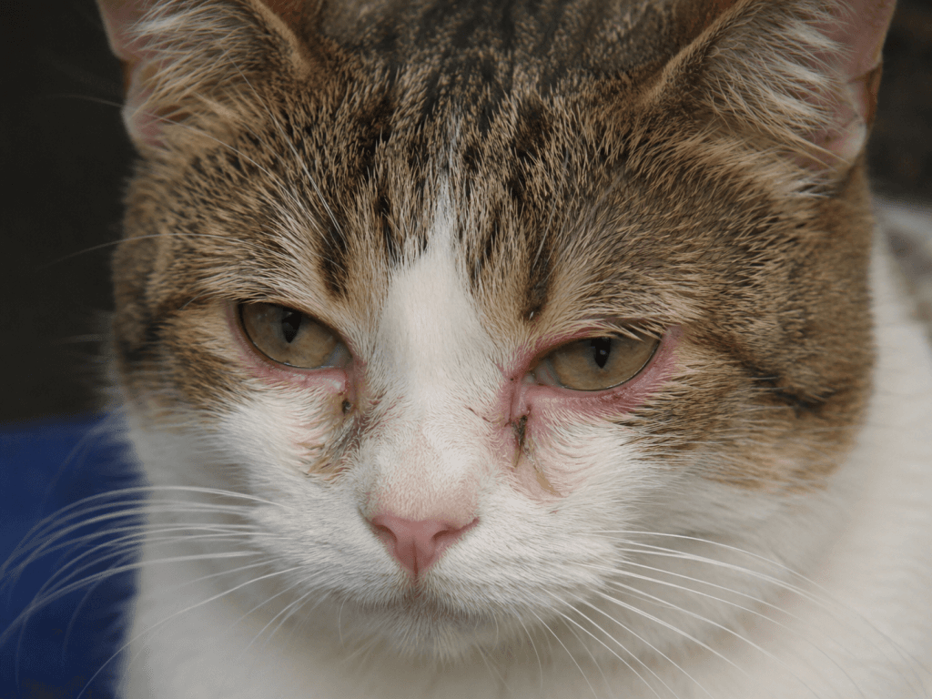 Mon chat a les yeux qui coulent