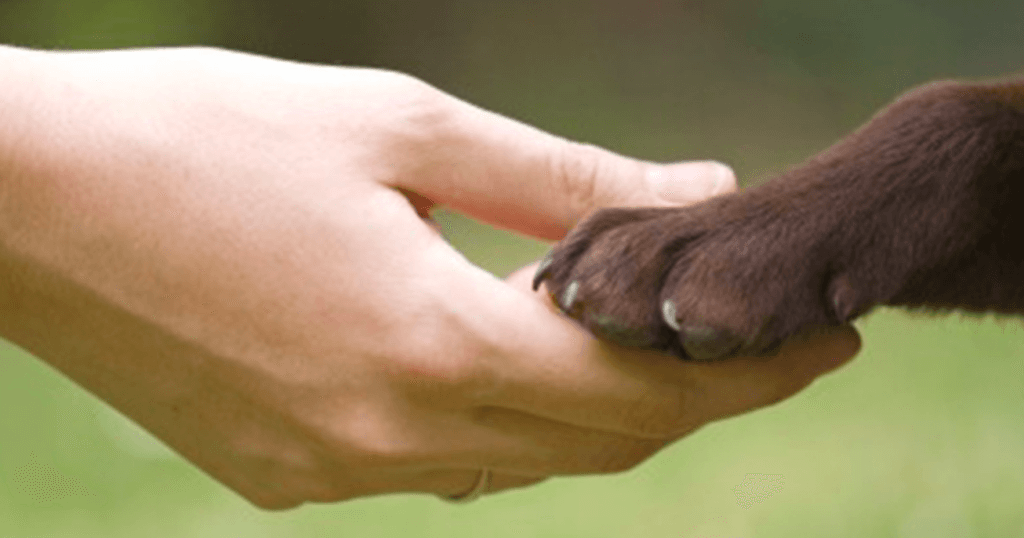 SOIREE OSTEOPATHIE vétérinaire: Le 7 Décembre 2017...