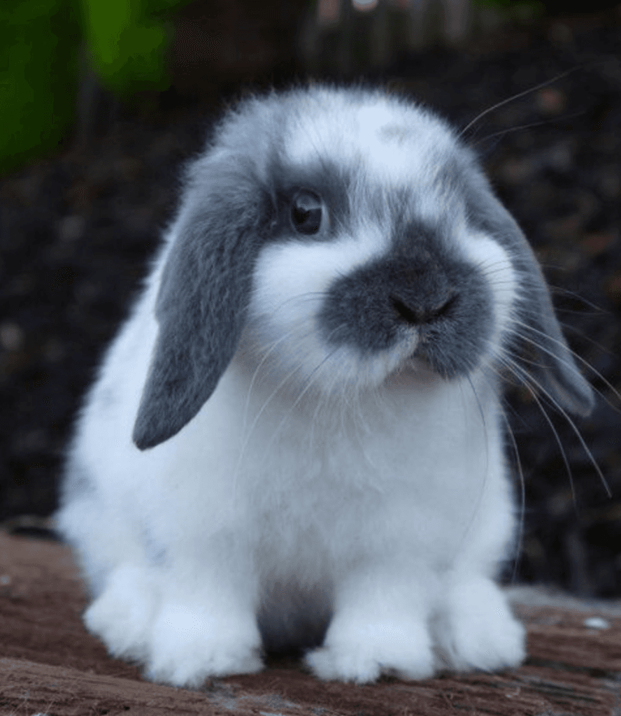 SERVICE NAC VET IN PARIS /  Mon lapin a la tête penchée!