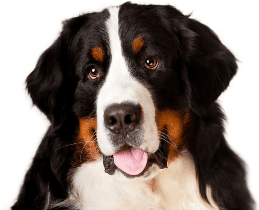 La dysplasie articulaire chez l'animal