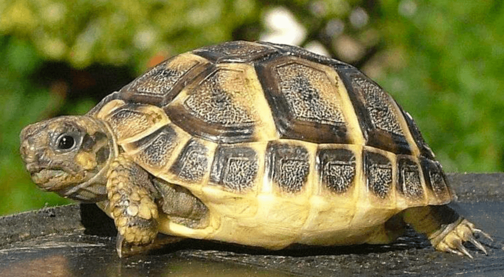 SERVICE NAC VETINPARIS/ Les tortues de terre