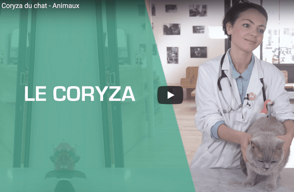 Le Coryza du Chat en images avec Doctissimo!