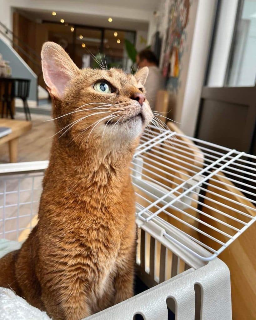 L’hypertension artérielle chez le chat, causes, conséquences et traitements?