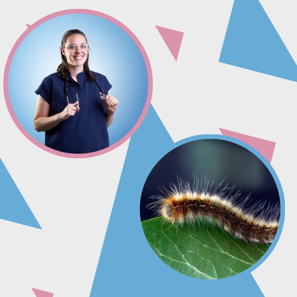 L’envenimation par les chenilles processionnaires chez le chien
