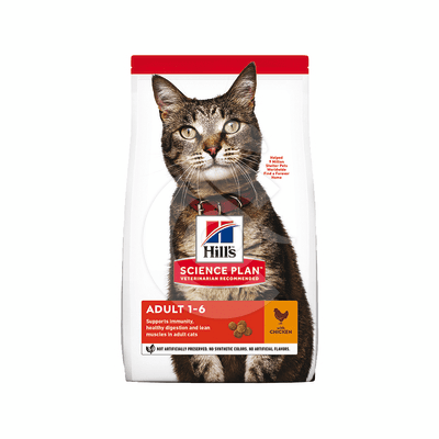 Chat Adult Poulet