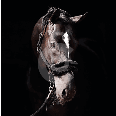 Licol ClassicSoft en nylon pour chevaux