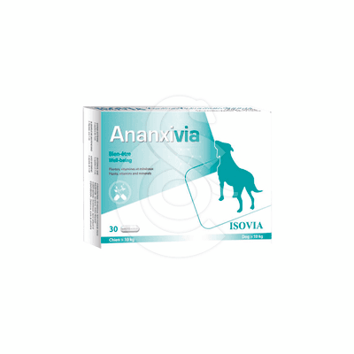 Ananxivia Grand Chien