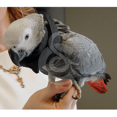 Collier Lune perroquet